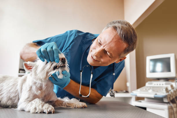 Best Emergency Tooth Extraction in Old Orchard, PA